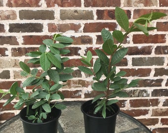 Live  pink guava  plant/ Ruby red 1 gallon ships for free