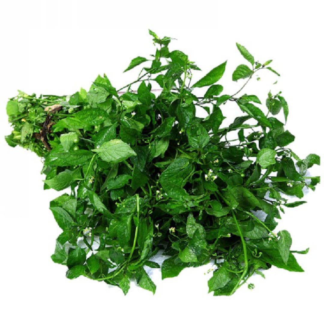 Manathakkali Keerai, Kamanchi Chettu, Kakki Soppu, Makoi Plant Seeds Etsy