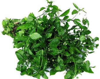Manathakkali Keerai, Kamanchi chettu, kakki soppu, Makoi - plant seeds