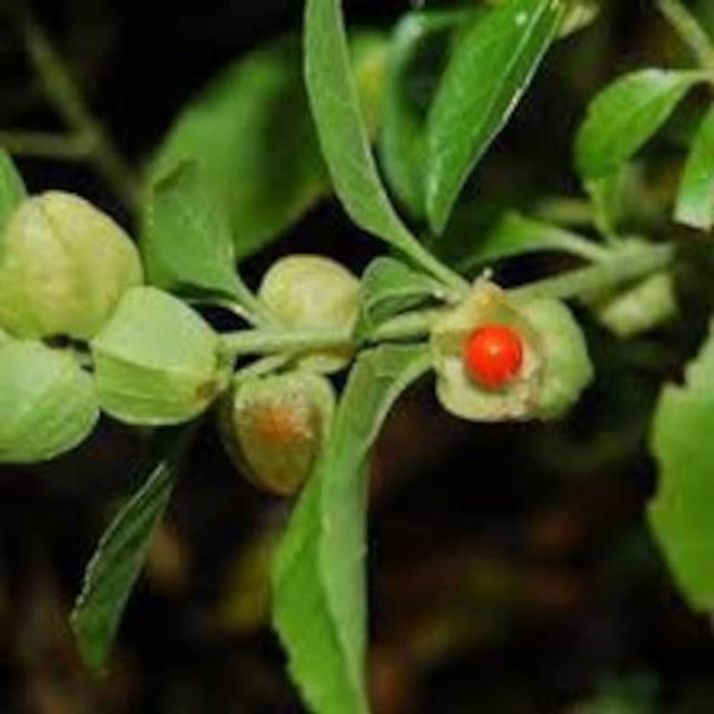 May include: Close-up of a plant with green leaves and small, round, orange berries. The berries are surrounded by green, leaf-like structures.