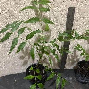 Neem plant various sizes in 4 inch pot with free shipping