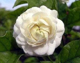 May include: Close-up of a white jasmine flower with multiple layers of delicate petals. The flower's center has a soft yellow hue, surrounded by vibrant green leaves. The image highlights the flower's intricate details.