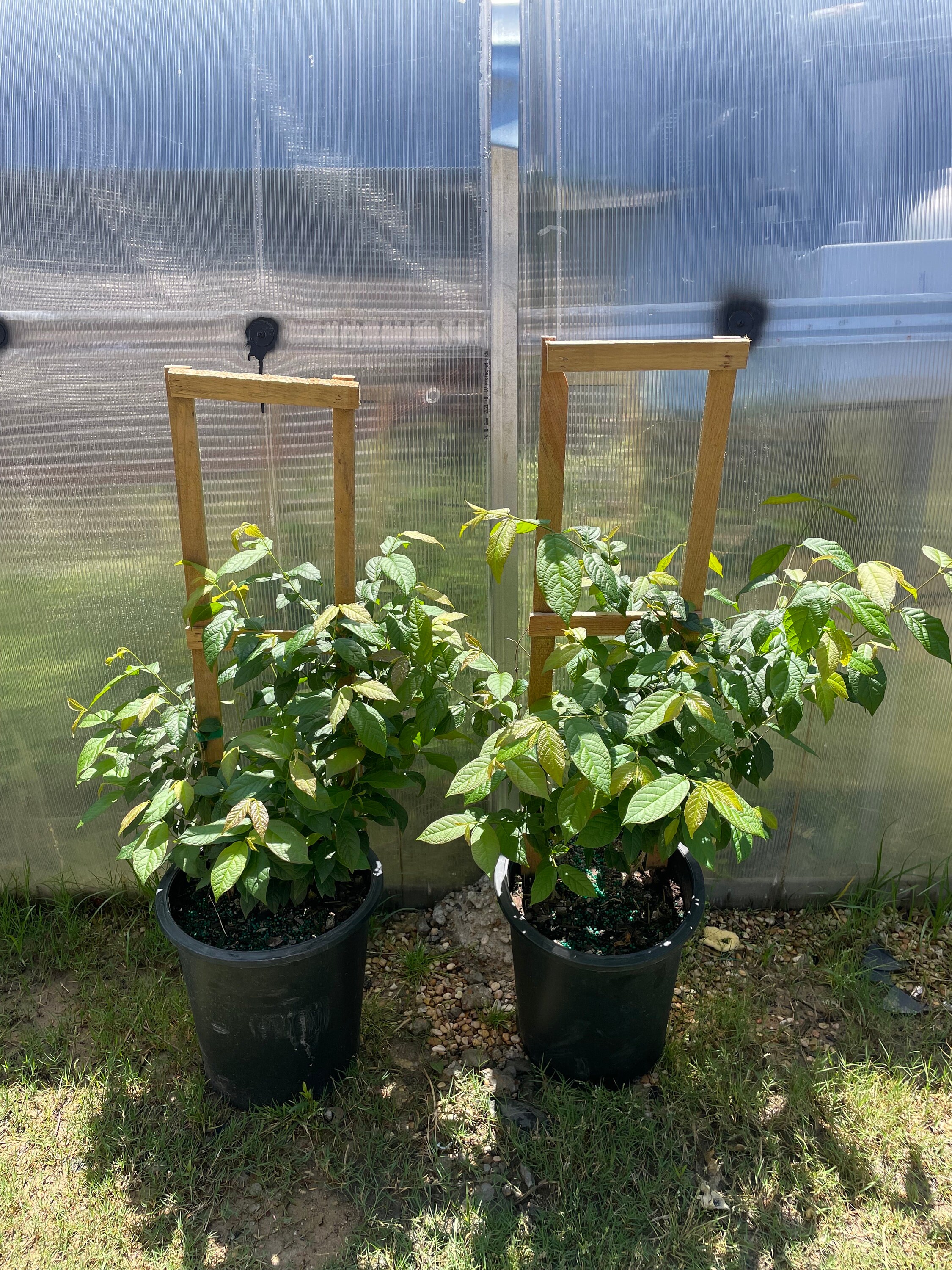 ラングーンクリーパー鉢植え Rangoon Creeper Plant - Single Layer in 5 Gallon Pot (trellis
