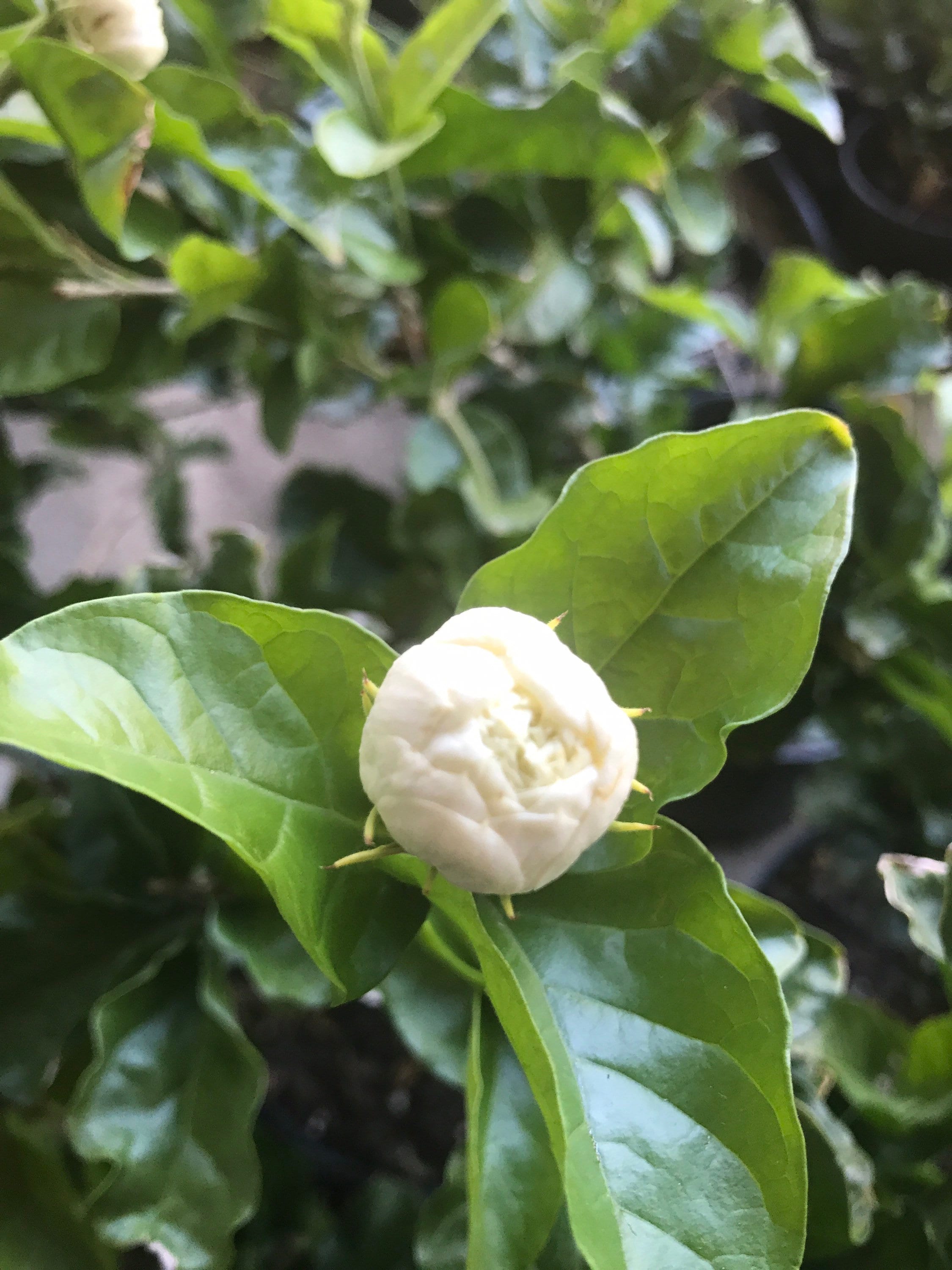 Jasmine 様 il_fullxfull.3990837350_a0r6.jpg