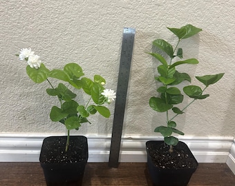 May include: Two potted jasmine plants with green leaves and white flowers, positioned next to a metal ruler that shows a height of approximately 14 inches. The plants are in black square plastic containers filled with dark potting soil.