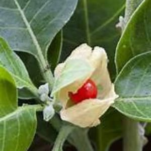 May include: A close-up of a red berry encased in a white, papery husk. The berry is surrounded by green leaves.