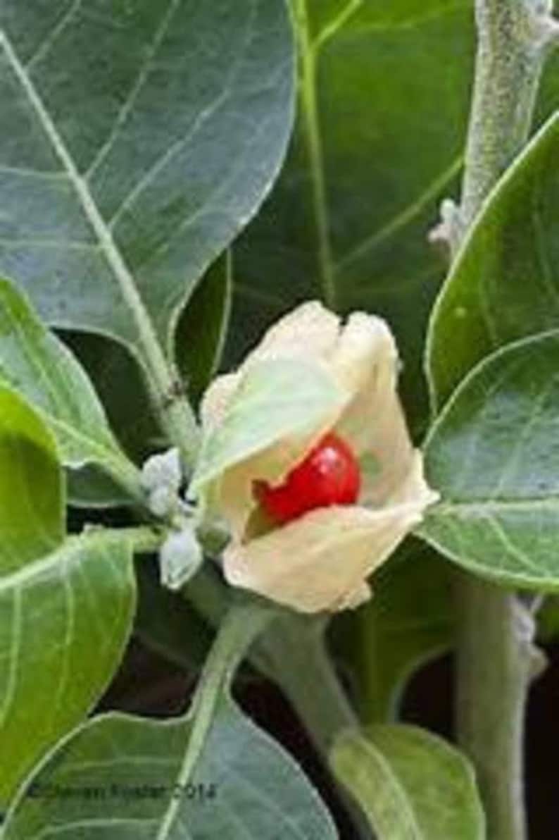 May include: A close-up of a red berry encased in a white, papery husk. The berry is surrounded by green leaves.