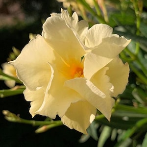 May include: Close-up of a pale yellow flower with ruffled petals and a bright orange center. The flower is in full bloom, with several petals visible. Green leaves and stems are in the background, with sunlight illuminating the flower.
