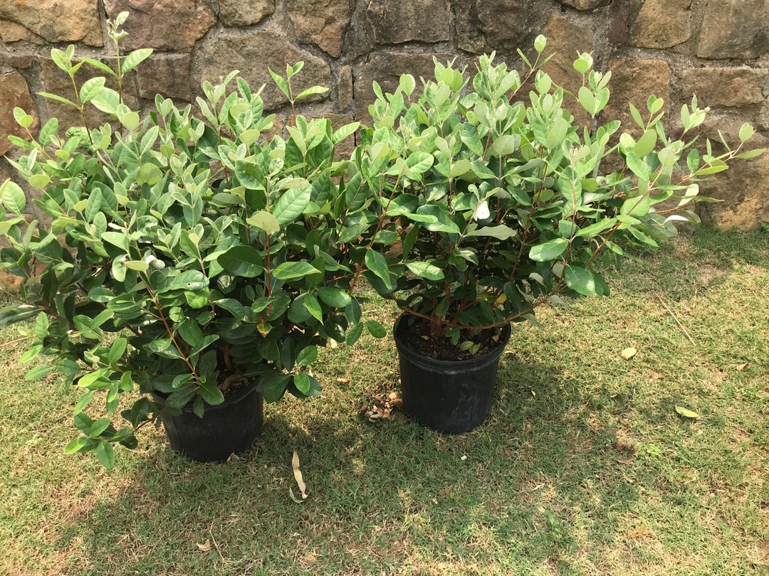 Pineapple Guava Cold Hardy Bushy 3feet Tall in 3 Gallon Etsy