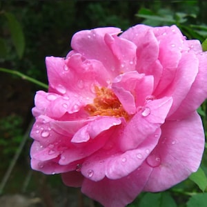 May include: A close-up of a pink rose with multiple layers of petals. Water droplets are visible on the petals, reflecting light. The center of the rose is a lighter shade of pink with yellow stamens. Green leaves are in the background.