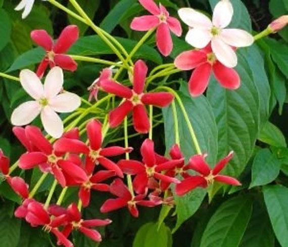 Rangoon Creeper Plant - Single Layer in 5 Gallon Pot (trellis