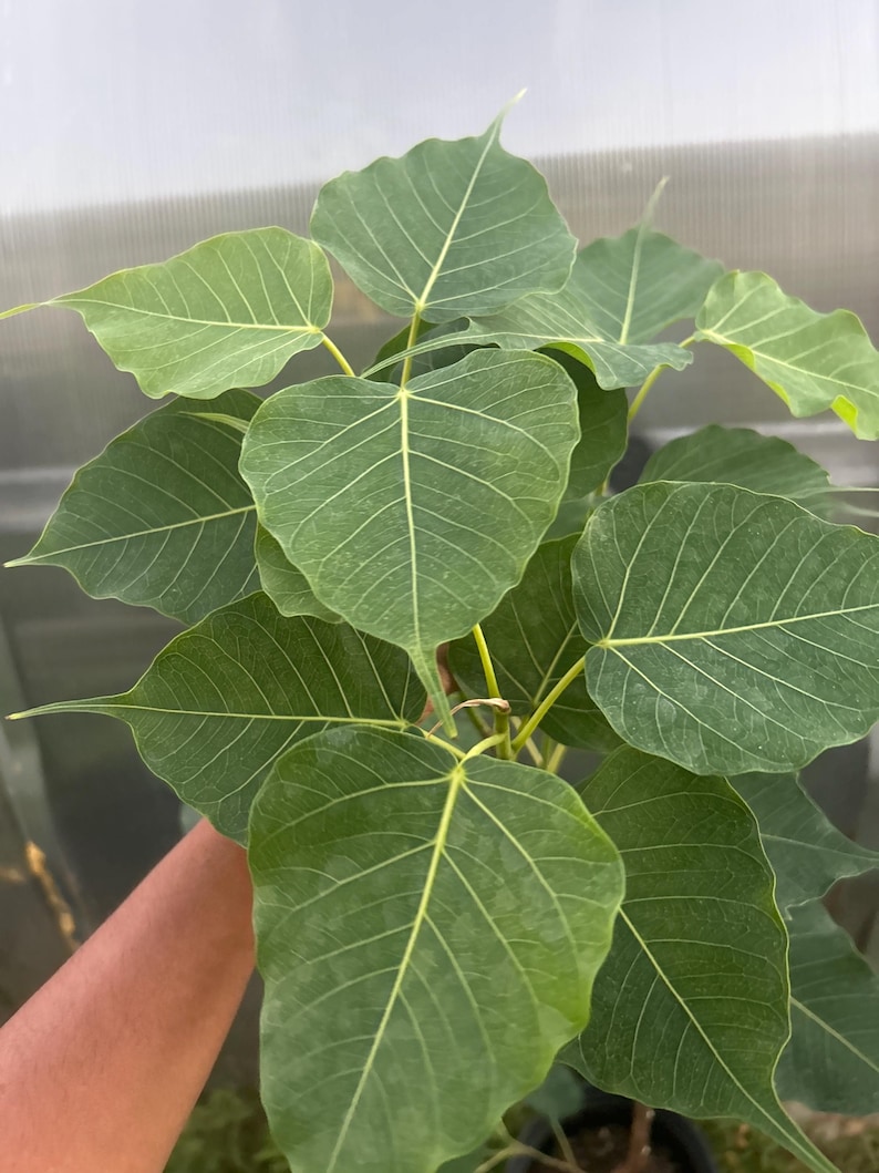 Live Bodhi Tree - Ficus Religiosa - Sacred Fig (4feet) - Etsy