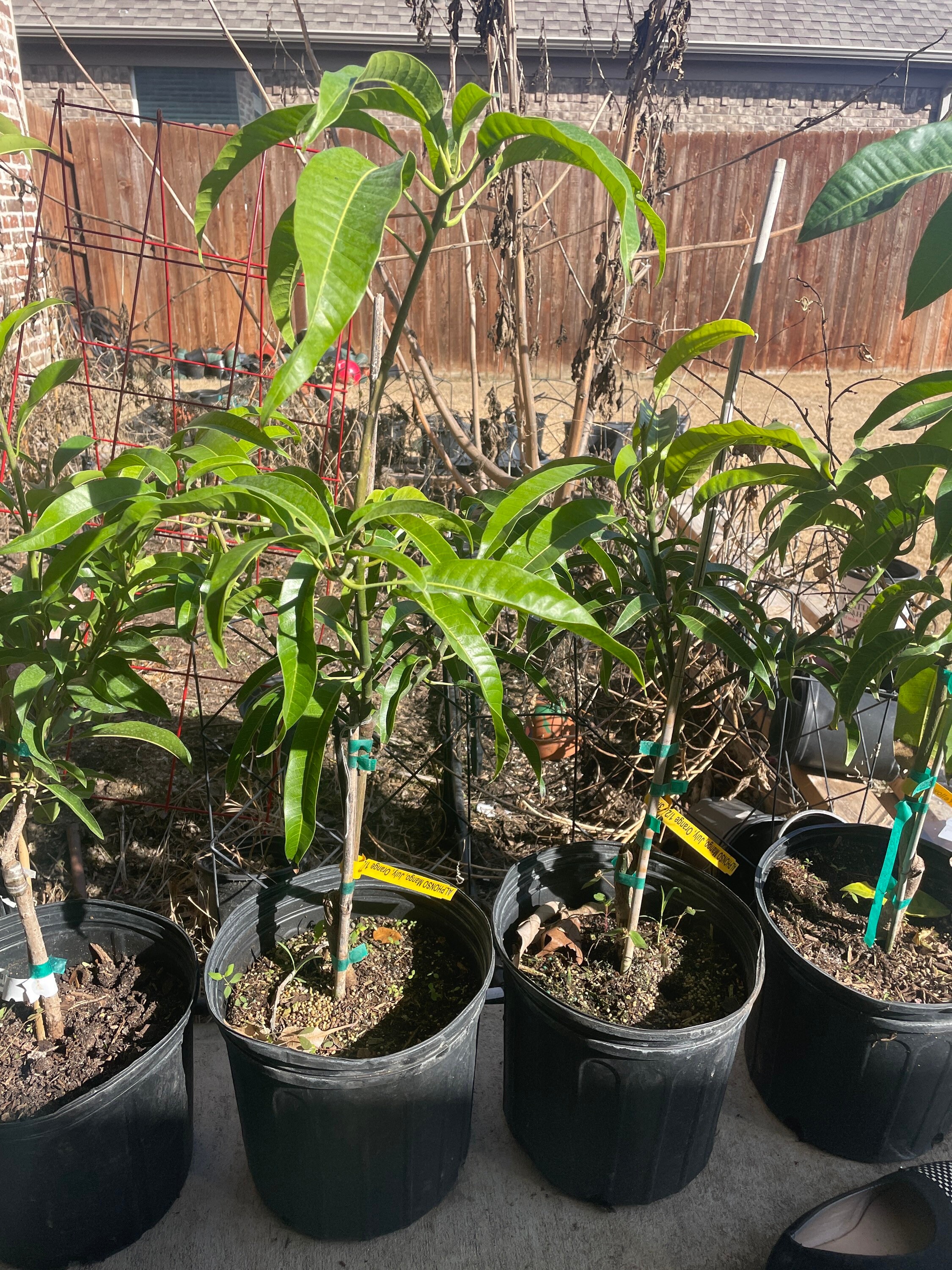 Alphonso Mango Tree in 3 Gal Pot Free UPS Shipping Etsy