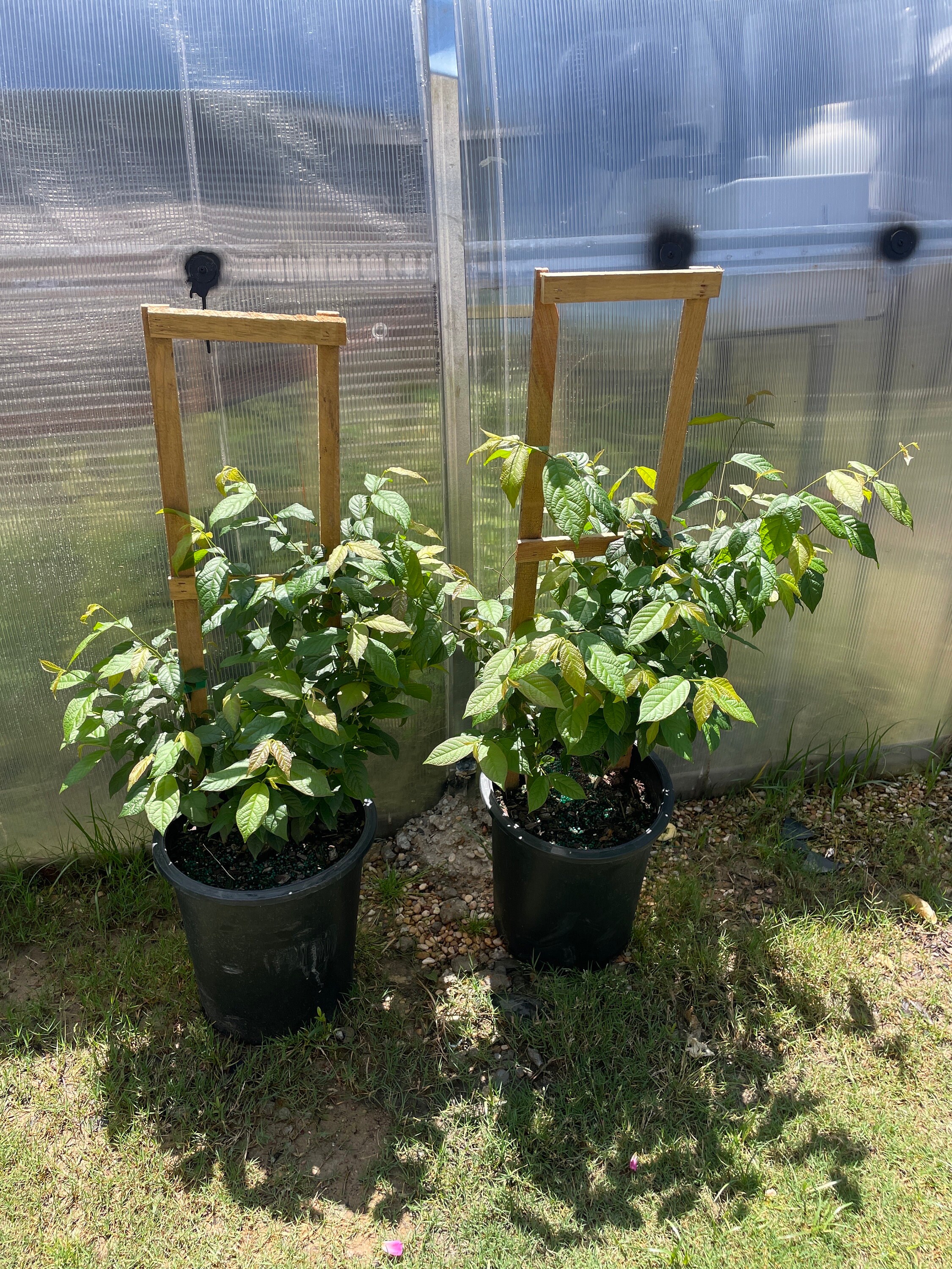 ラングーンクリーパー鉢植え Rangoon Creeper Plant - Single Layer in 5 Gallon Pot (trellis