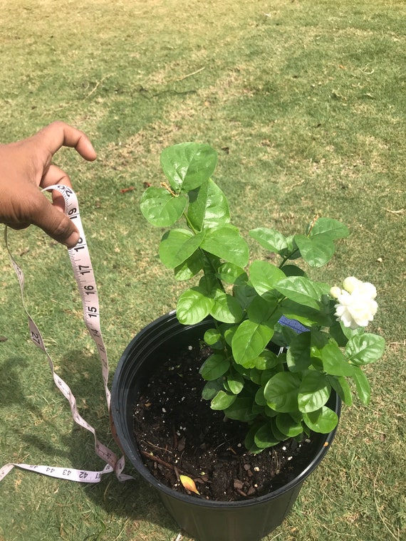 Alma de árabe / Jasminum Sambac - Etsy España