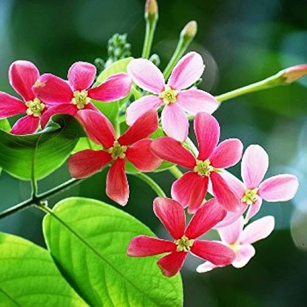 Rangoon Creeper Plant - Single Layer in 5 Gallon Pot (trellis Rangoon Creeper Plant - Single Layer in 5 Gallon Pot (trellis