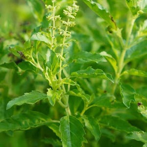 May include: Close-up of vibrant green basil plants with textured leaves and small, budding flowers. The image showcases the fresh, healthy foliage, highlighting the plant's natural beauty and potential for culinary use.