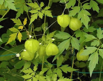 Mudakathan Keerai or Balloon Vine Seeds / love in a puff seeds