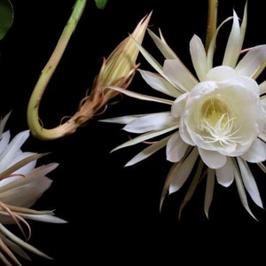 Night Blooming Cactus: Epiphyllum oxypetalum, Queen of the Night (1 Gallon Pot)