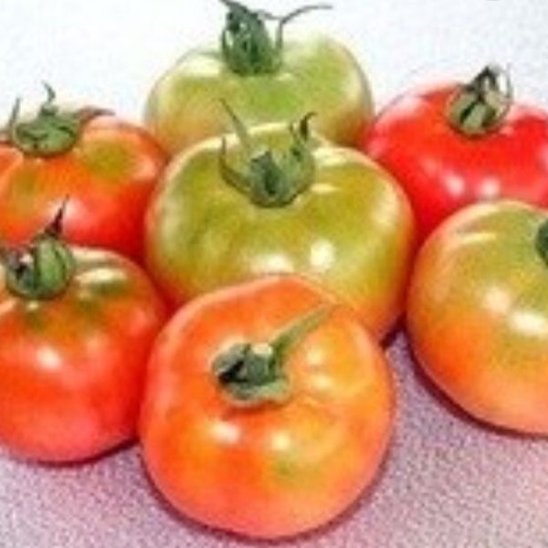 Country Tomato / Naatu thakkali seeds