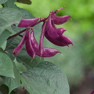 May include: Purple yardlong beans hanging from a vine with green leaves.