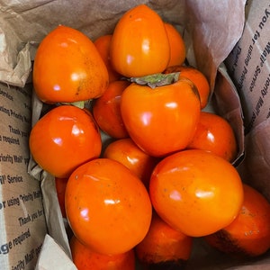 8 Hachiya &quot;Baking&quot; Persimmons Organically Grown 5+ lbs
