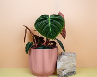 PHILODENDRON EL CHOCO red