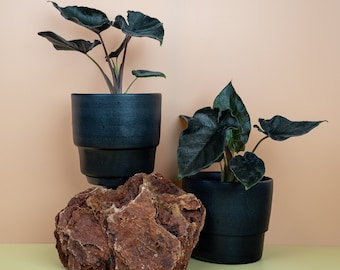 ALOCASIA ANTORO VELVET
