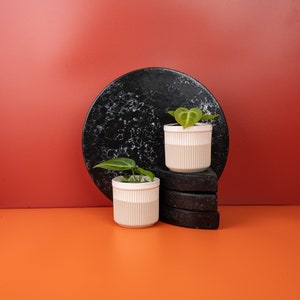 ANTHURIUM MAGNIFICUM