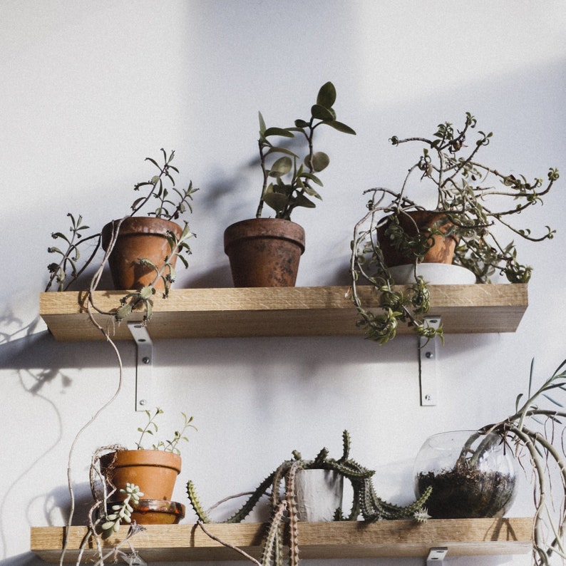 SAD-PLANT-SET imagen 1