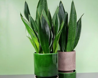 SANSEVIERIA BLACK DIAMOND