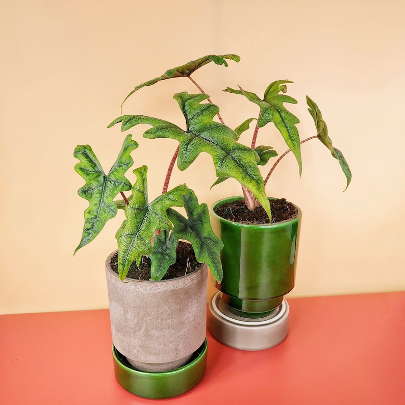 ALOCASIA JACKLYN - potflourri