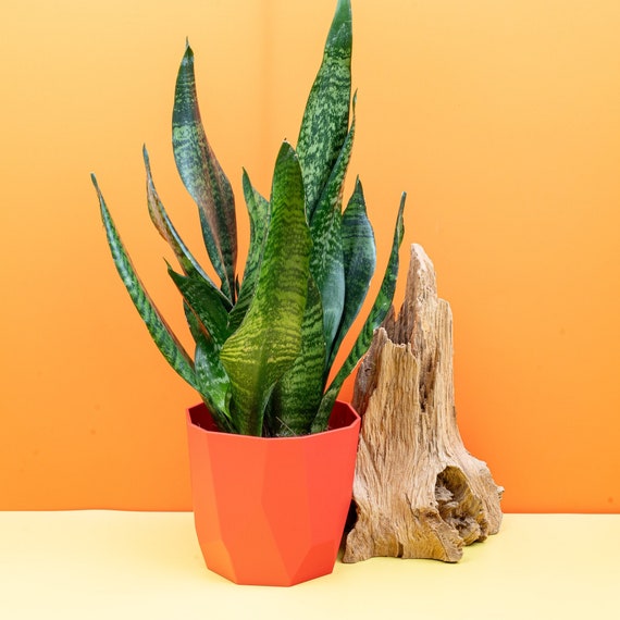 SANSEVIERIA SUPER GREEN - Etsy.de