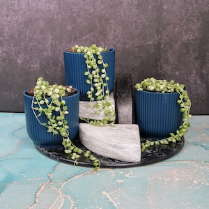 Könnte beinhalten: Drei tealblaue, gerippte Pflanzgefäße mit herabhängenden Perlenschnur-Pflanzen. Die Pflanzgefäße sind auf einem schwarzen Tablett mit einem grauen Stein und einem dunklen Hintergrund angeordnet. Die Pflanzen haben kleine, runde, grüne und weiße Blätter.