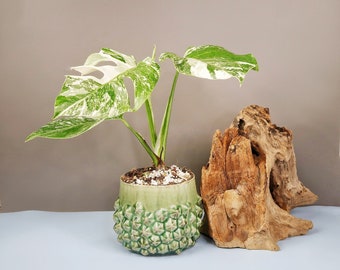 Monstera deliciosa variegata Stecklinge - Etsy.de