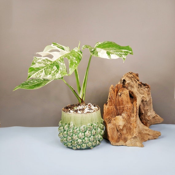 philodendron birkin pink leaf Philodendron 'Birkin Pink' aka 'Pink Bikini' main image 1