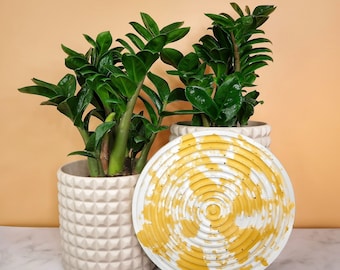 ZAMIOCULCAS ZENZI