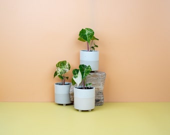 ALOCASIA NAIROBI NIGHTS variegata