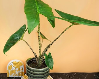 ALOCASIA ZEBRINA