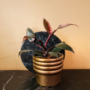 PHILODENDRON PINK PRINCESS