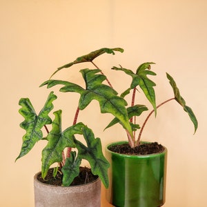 ALOCASIA JACKLYN - potflourri