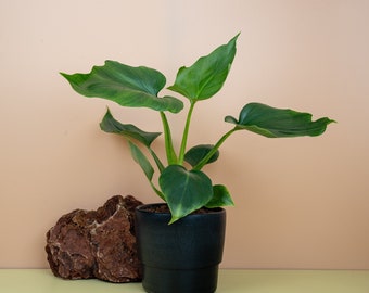 PHILODENDRON WARSZEWICZII