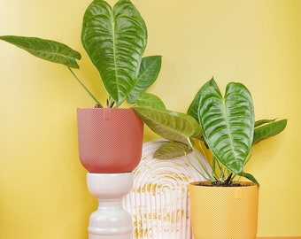 ANTHURIUM VEITCHII