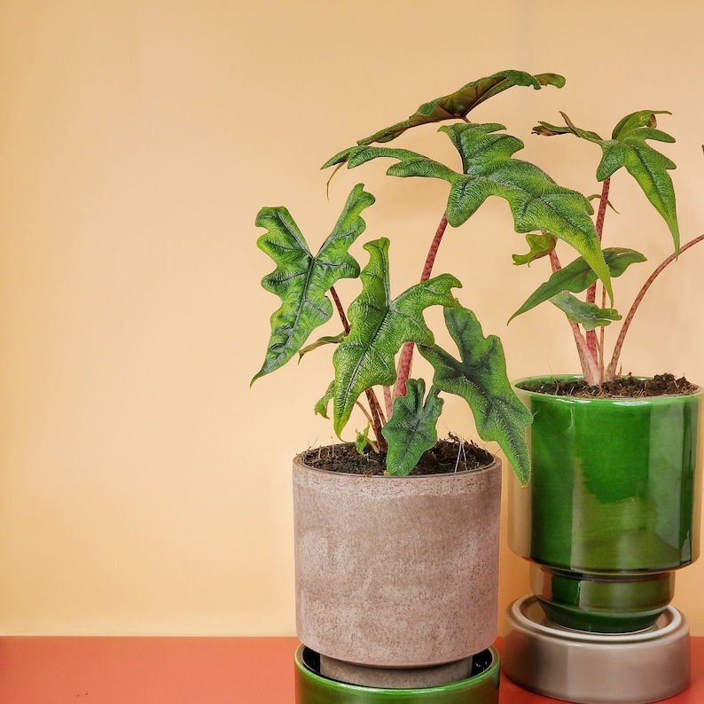 ALOCASIA JACKLYN - potflourri