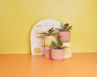 HOYA FLAMINGO DREAM