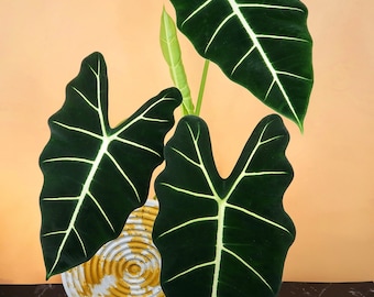 ALOCASIA FRYDEK