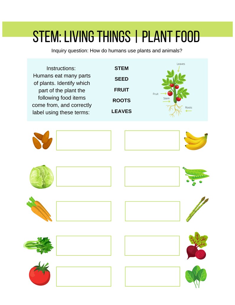 Parts of a Plant Lesson Plan with Worksheets and Answers Etsy Österreich