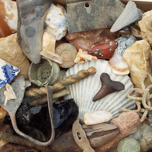 May include: A wooden box containing a collection of natural and found objects. The assortment includes rocks, shells, a shark tooth, and pottery fragments. The items are arranged within a rectangular wooden box.
