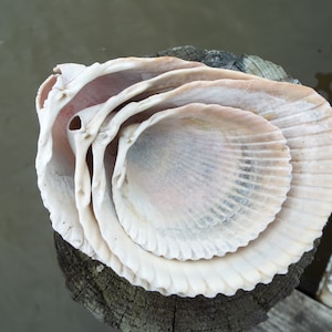 4 Nesting Scallop Shells