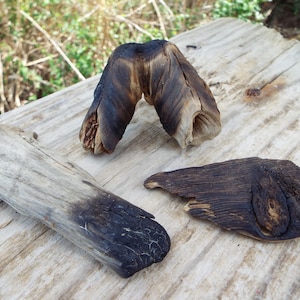 3 Charred Knotty Driftwood Pieces